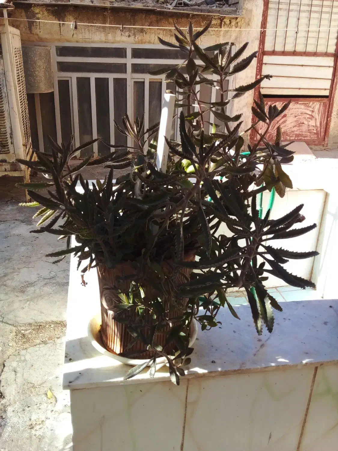 گلهای آپرتمانی|گل و گیاه طبیعی|یزد, |دیوار