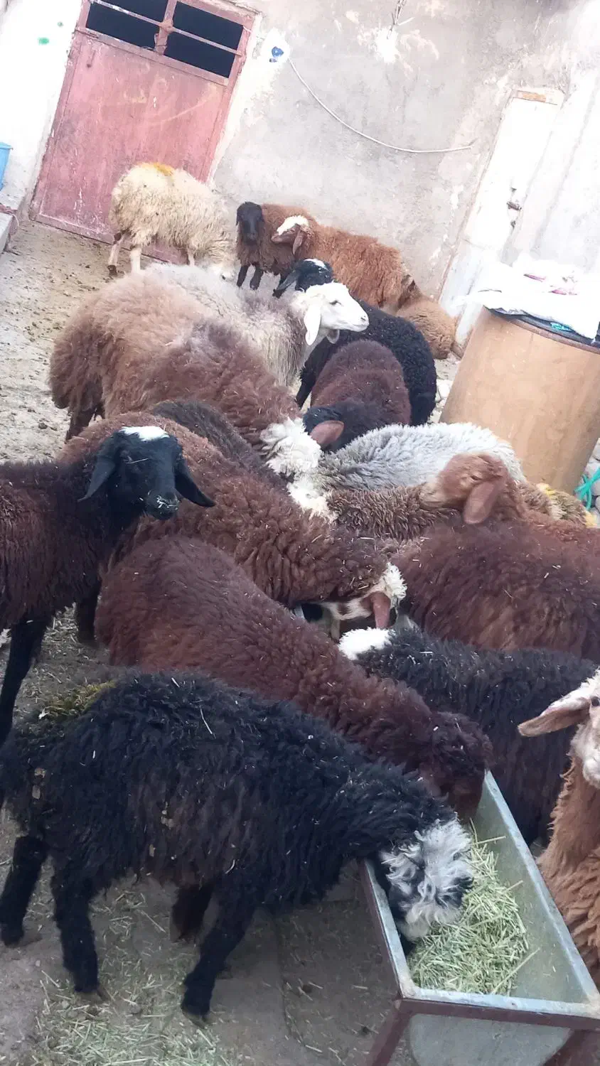 گوسفند|حیوانات مزرعه|کلیائی, |دیوار