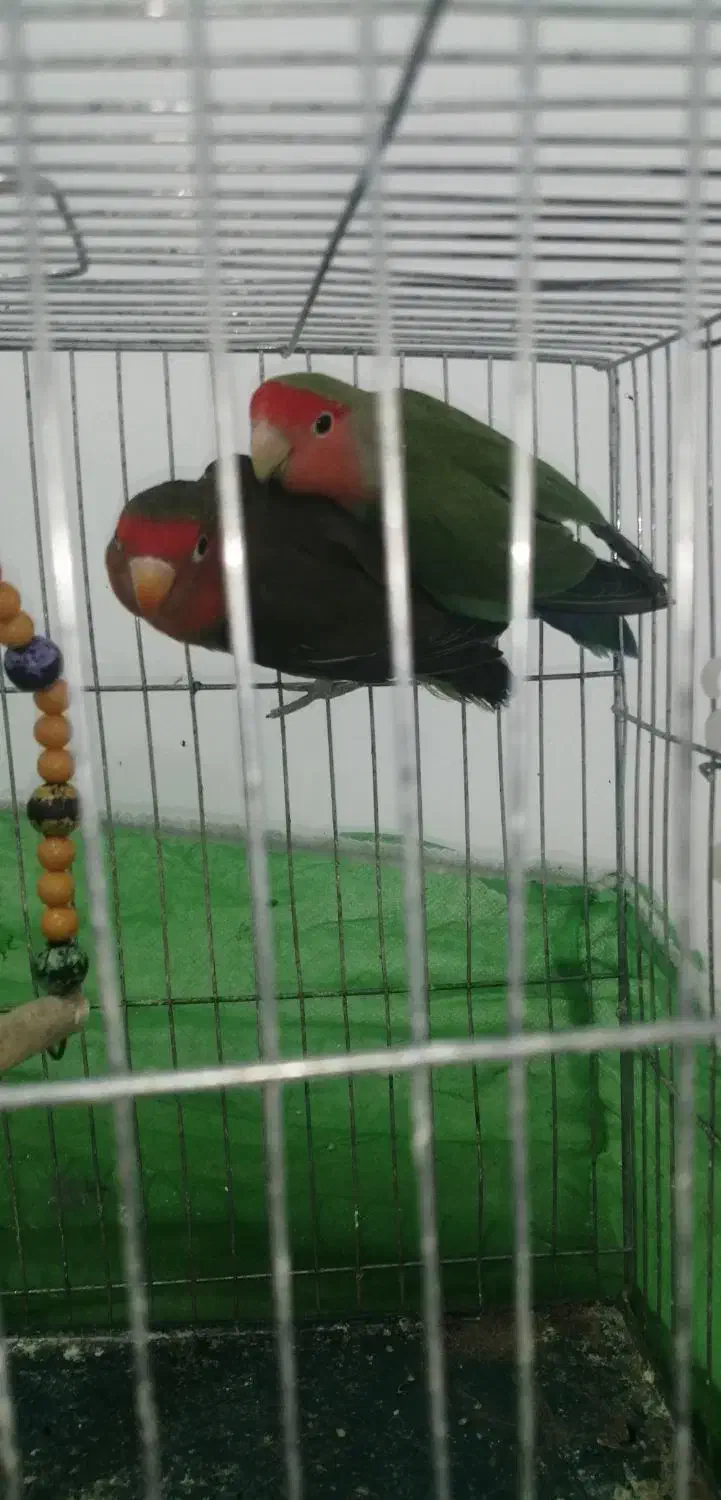 یک جفت طوطی کوتوله|پرنده|زرند, |دیوار