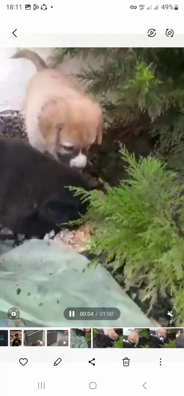 واگذاری فوری سگ مادر و دوتا توله اش|سگ|آمل, |دیوار