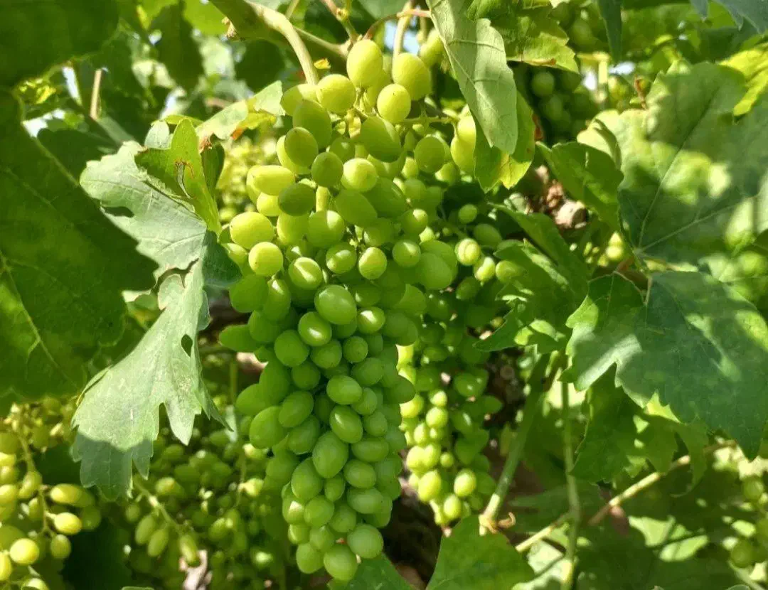 قلمه انگور|خوردنی و آشامیدنی|مشهد, فرخد|دیوار