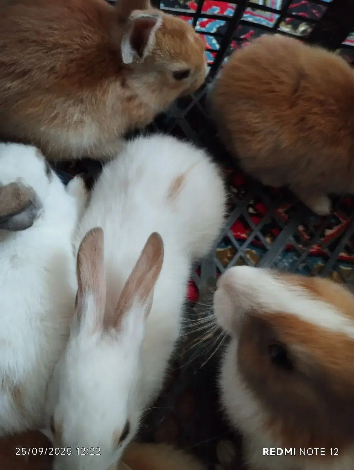 خرگوش|موش و خرگوش|قره چای, |دیوار