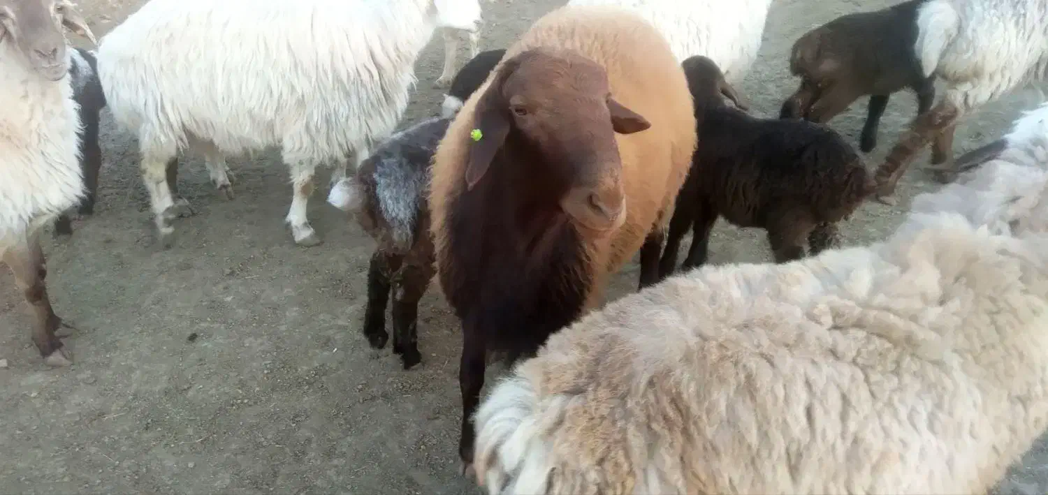 قوچ|حیوانات مزرعه|گرمخان, |دیوار