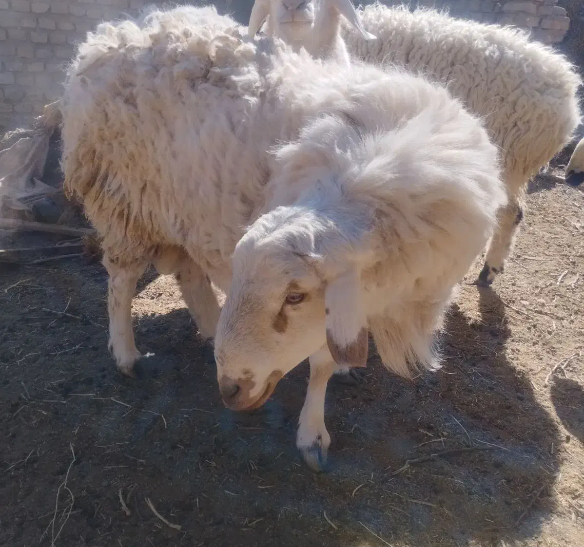 قوچ فروشی|حیوانات مزرعه|سده (خراسان جنوبی), |دیوار