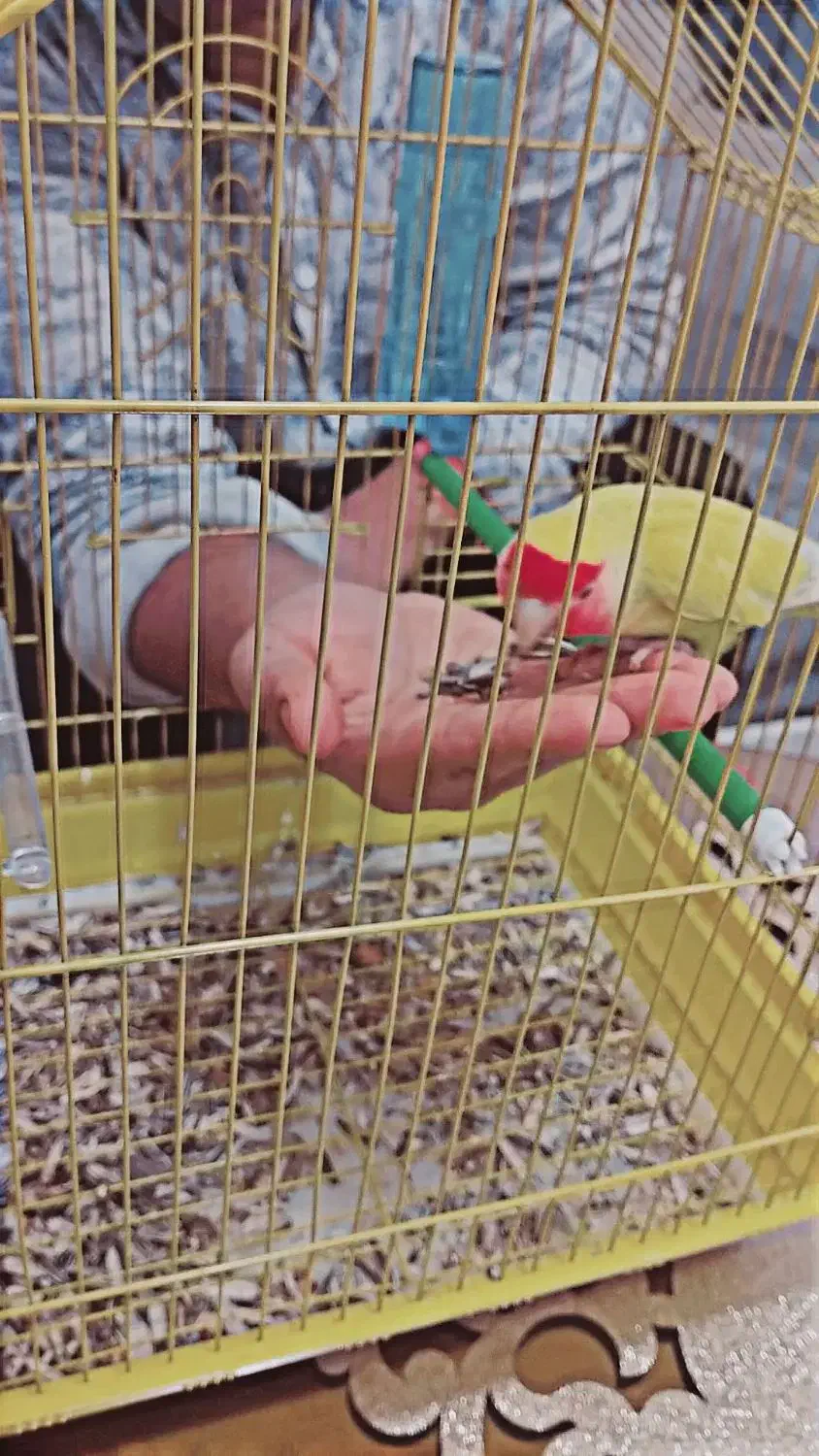 طوطی برزیلی|پرنده|سنندج, |دیوار