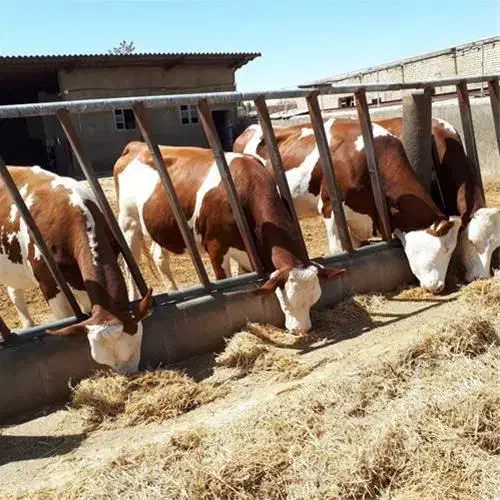 بزرگترین مجموعه سیمنتال برای عزیزان پرواربند|حیوانات مزرعه|کرمان, |دیوار