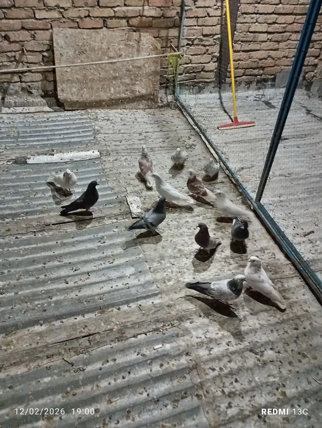 کبوتر|پرنده|شهریار, اسد‌آباد|دیوار