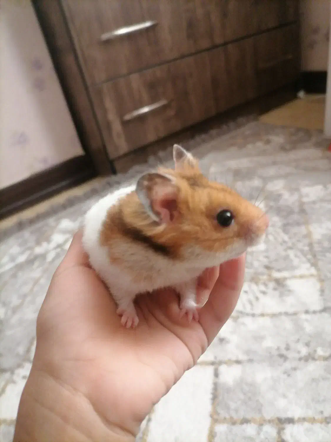 همستر|موش و خرگوش|بندرعباس, |دیوار