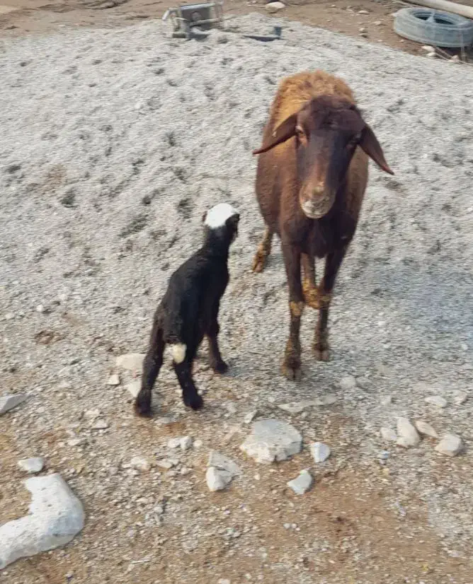 گوسفند و بره قوچ|حیوانات مزرعه|سیلاخور, |دیوار