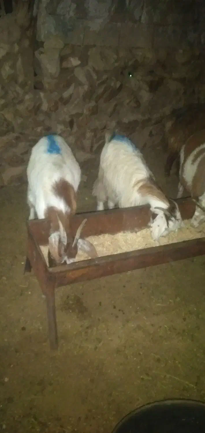 فروش بزغاله بره ومیش|حیوانات مزرعه|بجنورد, |دیوار