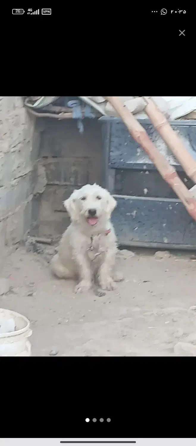 سگ پشمالو شیتزو ماده|سگ|زهک, |دیوار