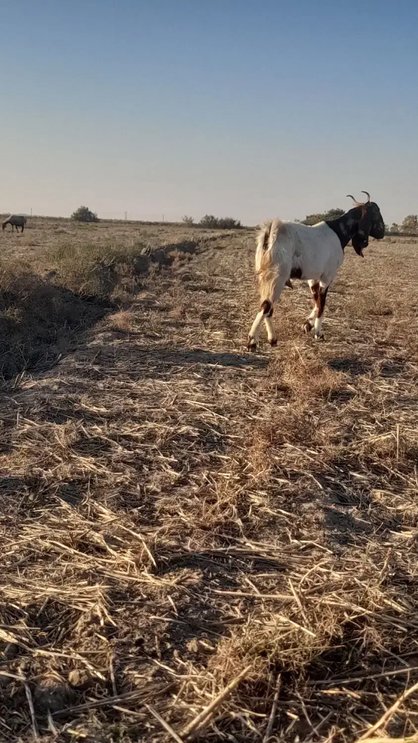 بزآبستن|حیوانات مزرعه|گنبد کاووس, |دیوار