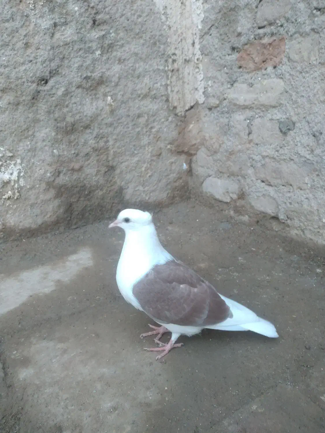 کفتر|پرنده|قزوین, |دیوار