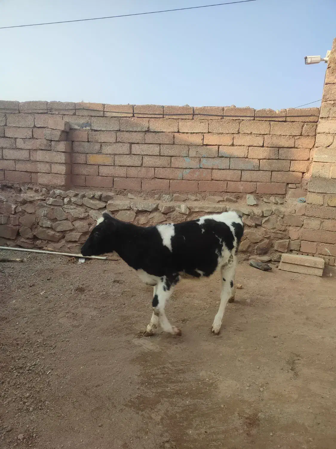 گوساله ماده|حیوانات مزرعه|سلماس, |دیوار