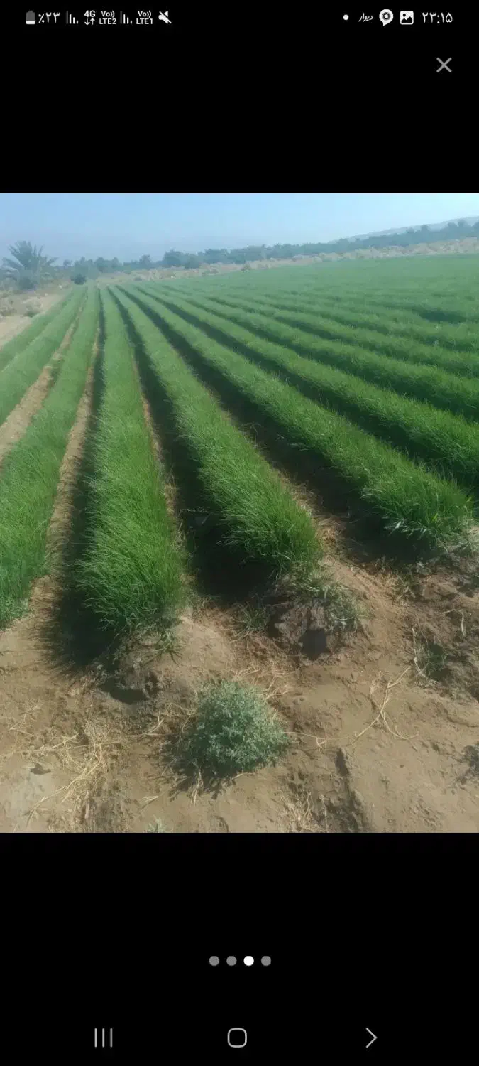 سه کیلو نهال پیاز مینروا آرژانتینی تضمینی به قیمت|گل و گیاه طبیعی|عنبرآباد, |دیوار