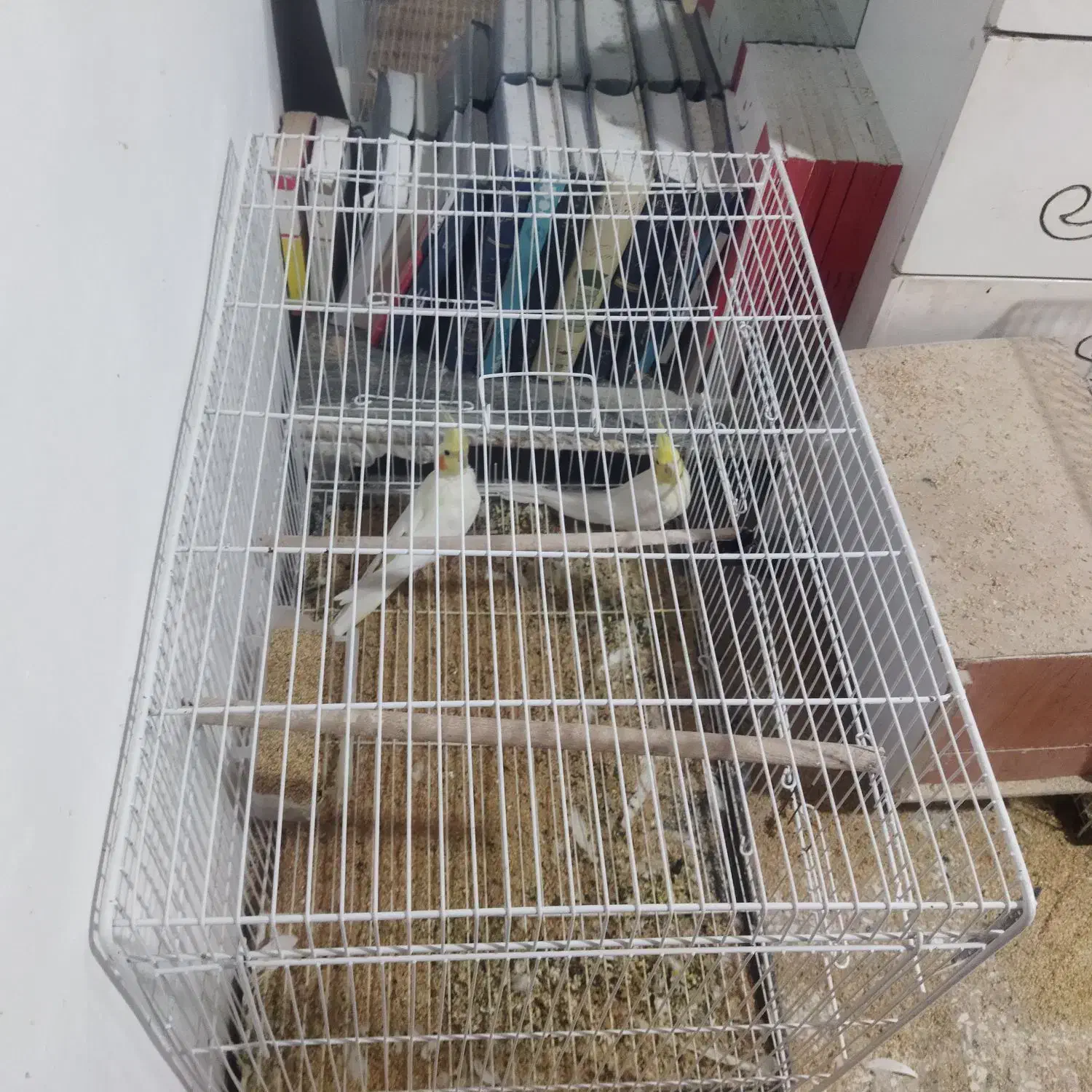 عروس هلندی|پرنده|تربت‌حیدریه, شهرک ولیعصر|دیوار