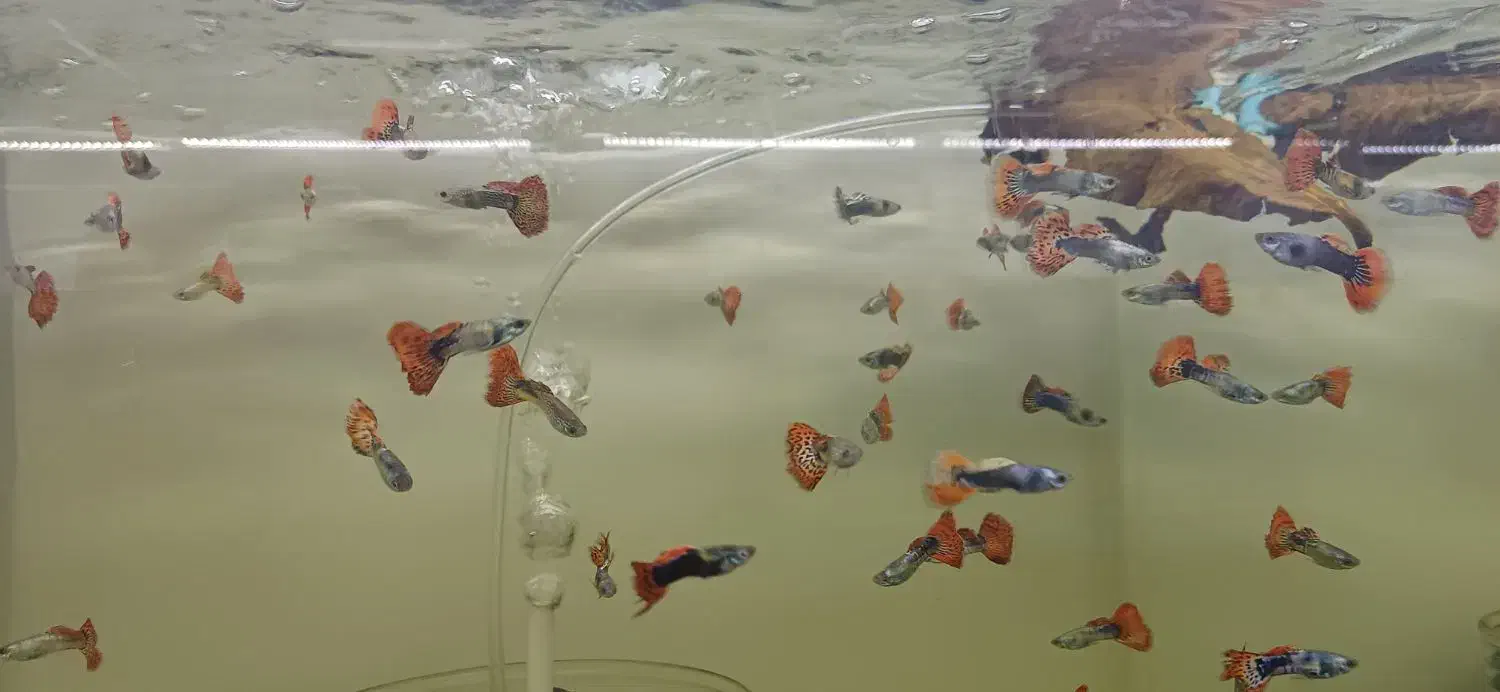 گوپی در انواع نژاد|ماهی|هشتگرد, شهرک اقدسیه|دیوار