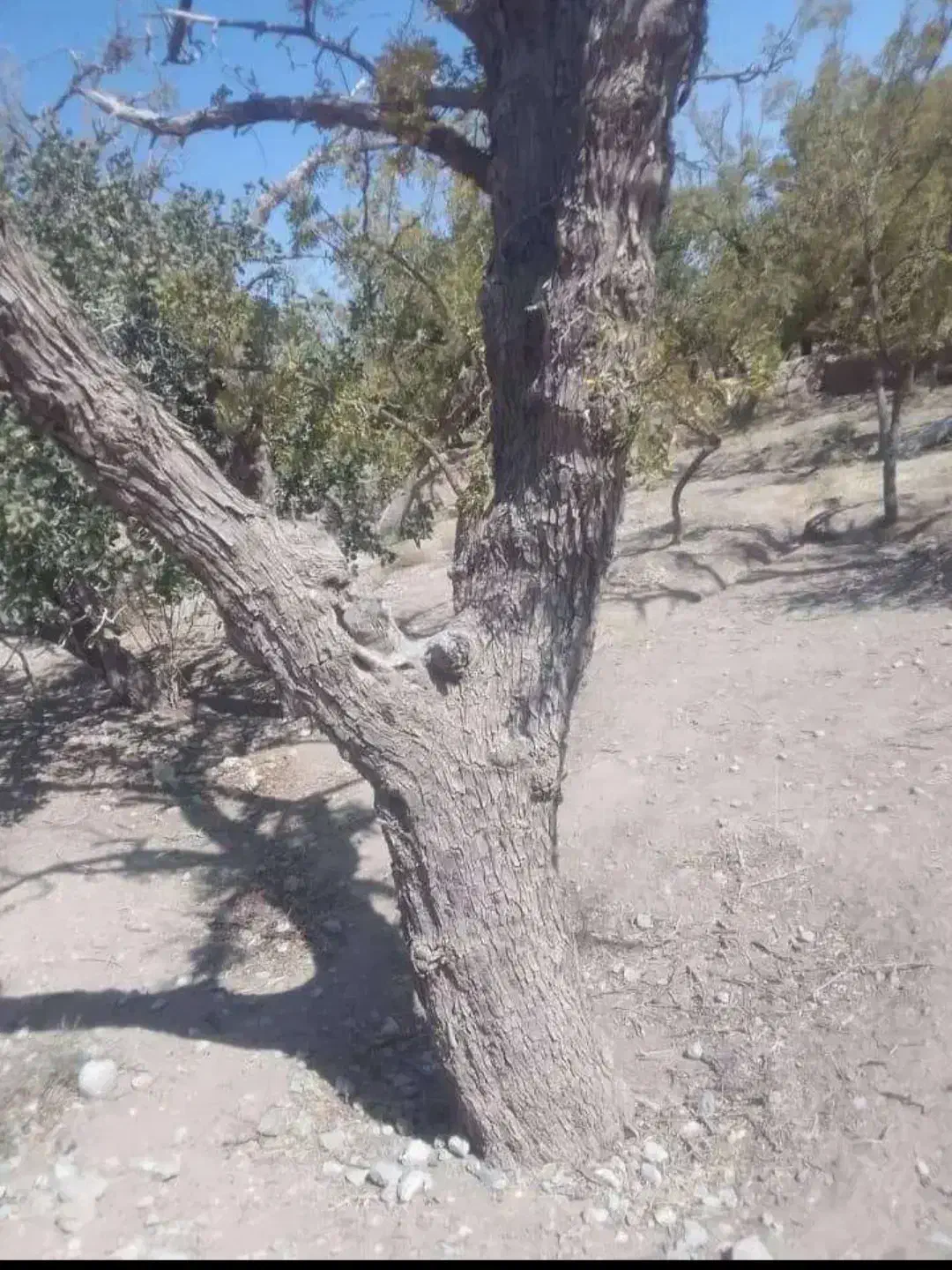 خرید چوب وتنه انواع درختان با بالاترین قیمت|خدمات باغبانی و درختکاری|زهان, |دیوار