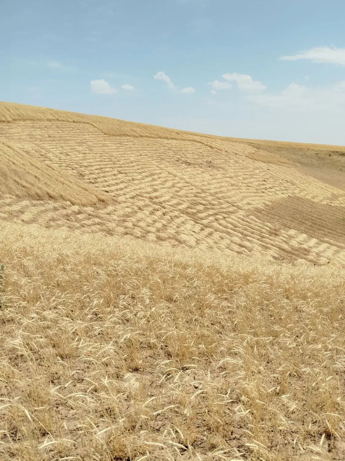 کاه گندم ریز|حیوانات مزرعه|تهران, آذری|دیوار