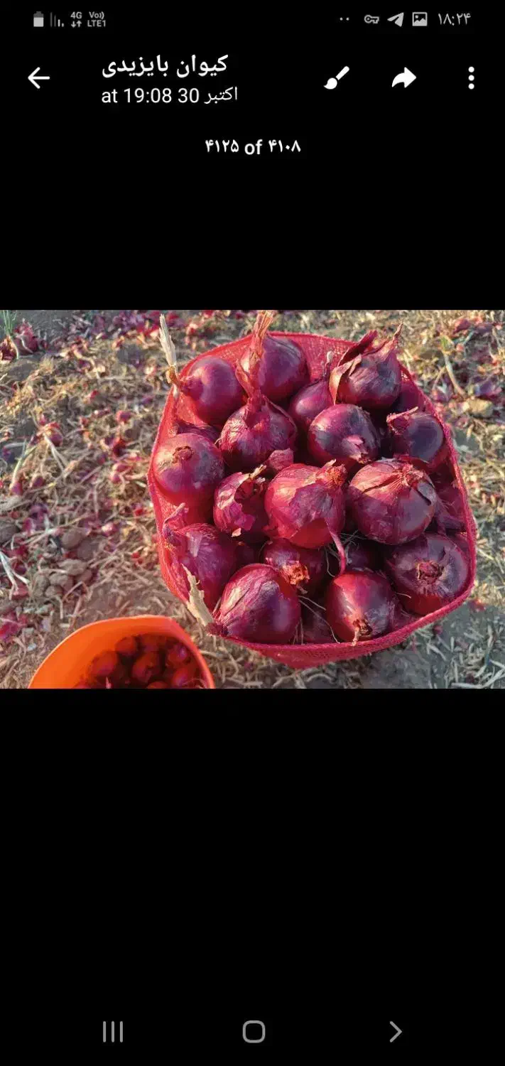 پیاز|خوردنی و آشامیدنی|بناب, |دیوار