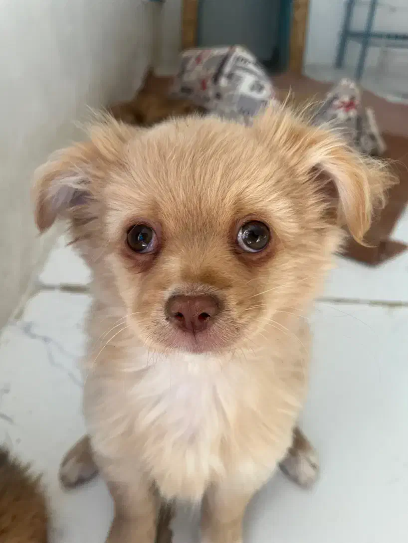 سگ خانگی|سگ|بجنورد, |دیوار