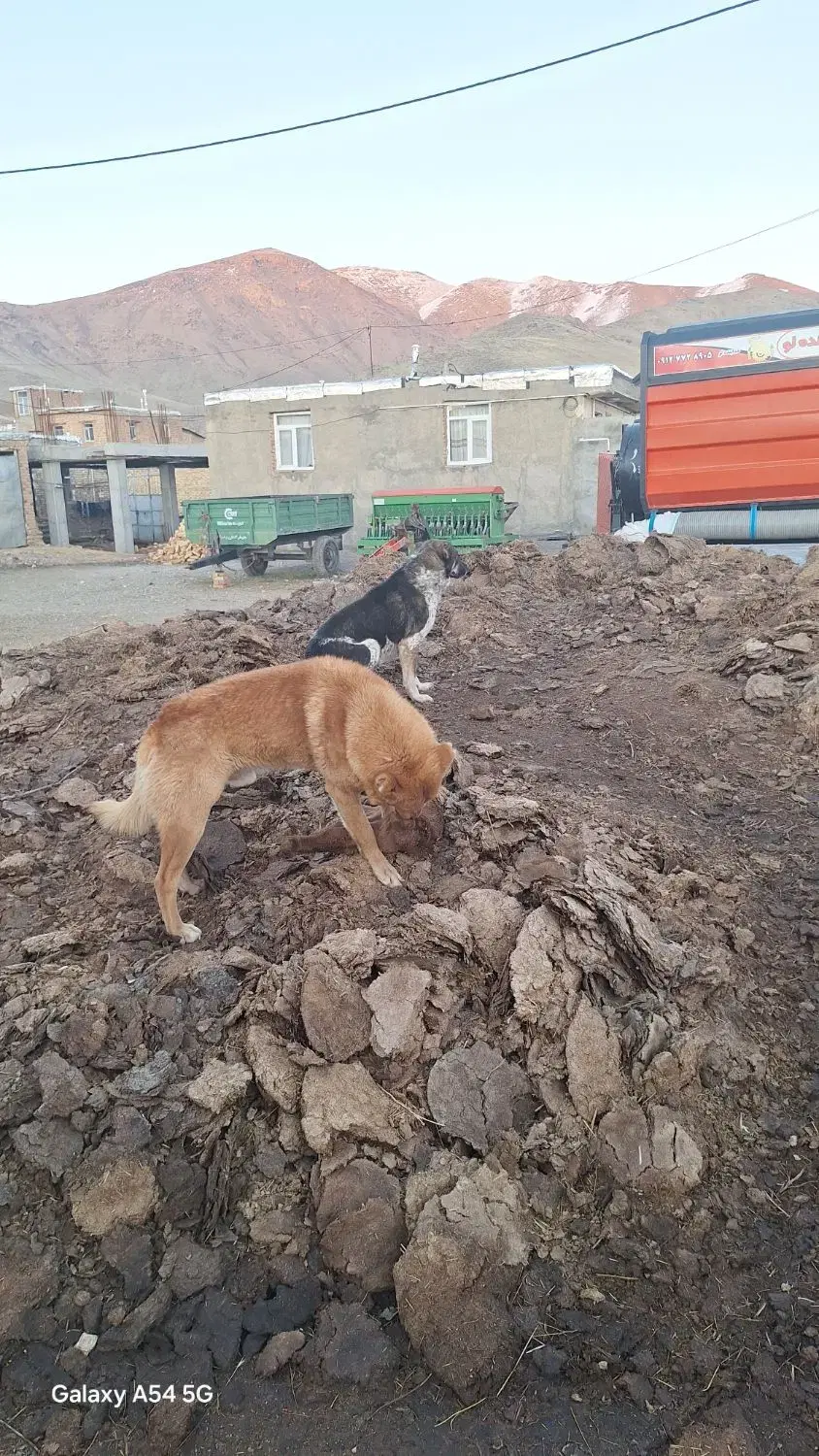 سگ گله ای|سگ|باوله, |دیوار