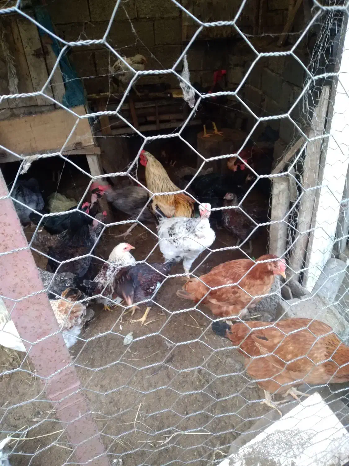 مرغ و خروس محلی|حیوانات مزرعه|چاف و چمخاله, |دیوار