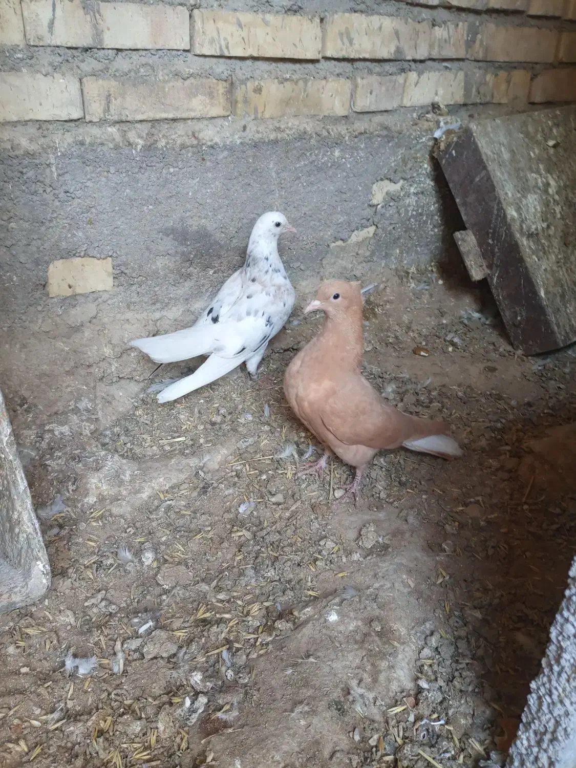 دم سفید|پرنده|شوشتر, |دیوار