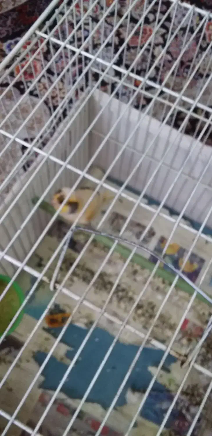 قناری|پرنده|سمنان, |دیوار