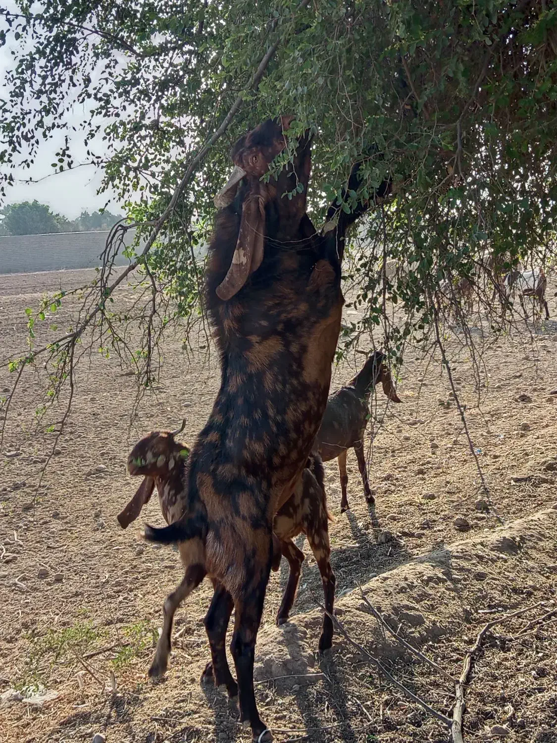 بز افغانی گمشده|حیوانات|اندیمشک, |دیوار