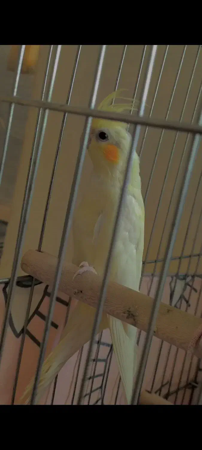 پرنده عروس هلندی سه عدد|پرنده|بندرعباس, |دیوار