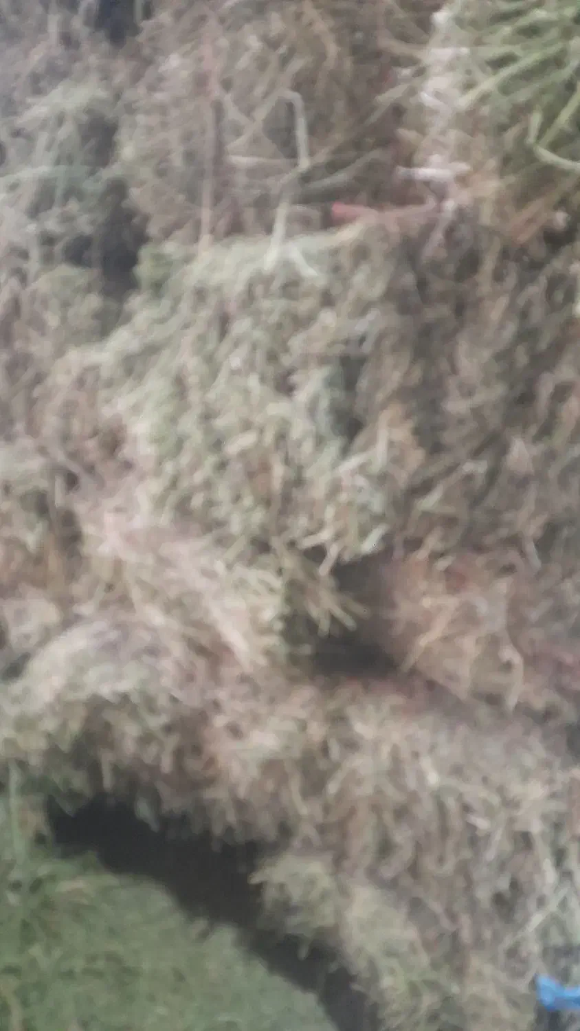 یونجه|لوازم جانبی حیوانات|خرم‌آباد, |دیوار