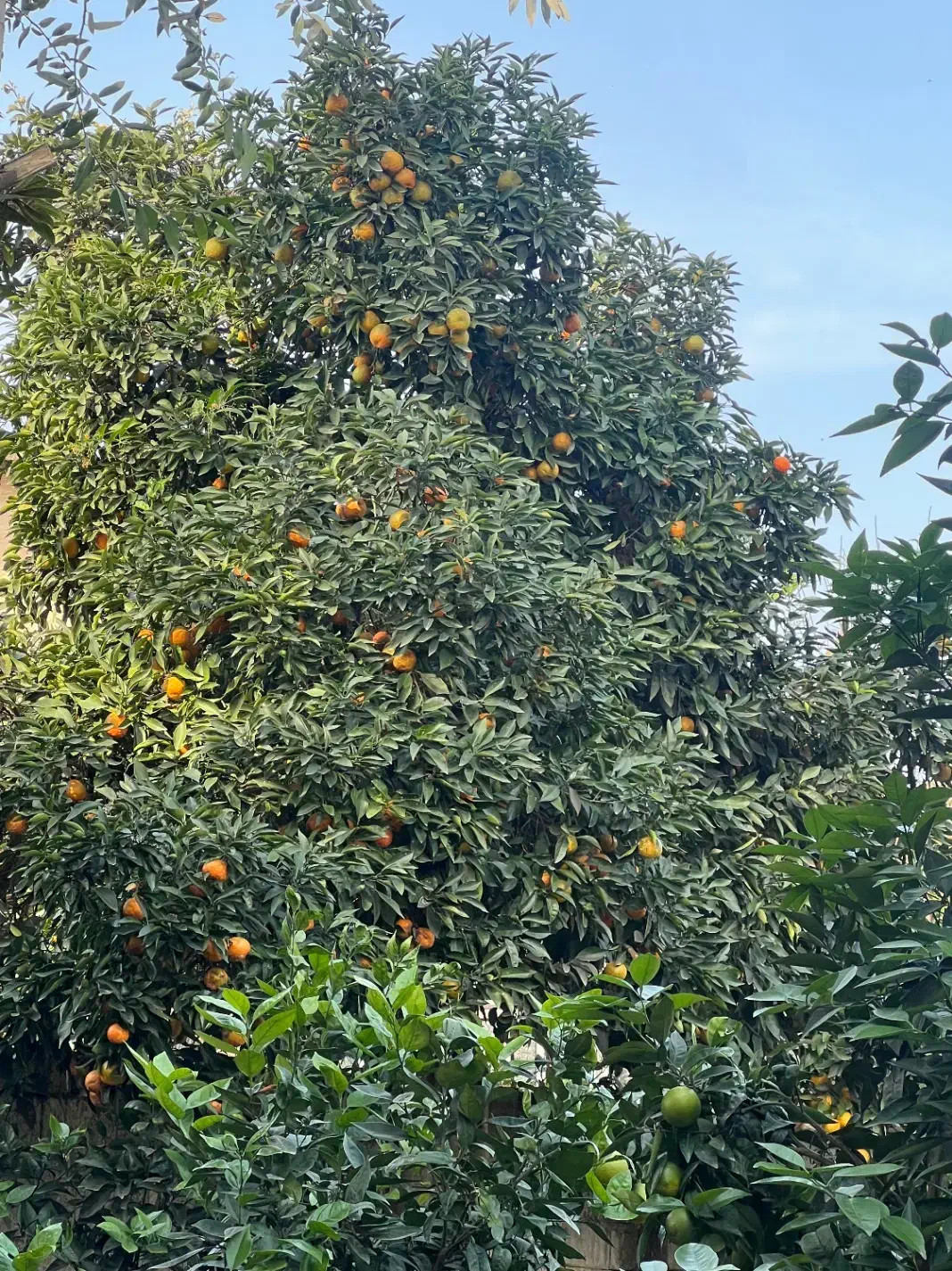 خریدار تفاله نارنج|خدمات باغبانی و درختکاری|بابل, |دیوار