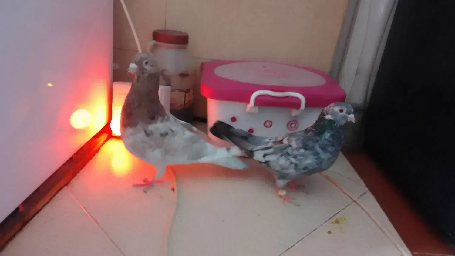 کبوتر هفت رنگ شهرستانی بلژیکی موشی|پرنده|بومهن, |دیوار