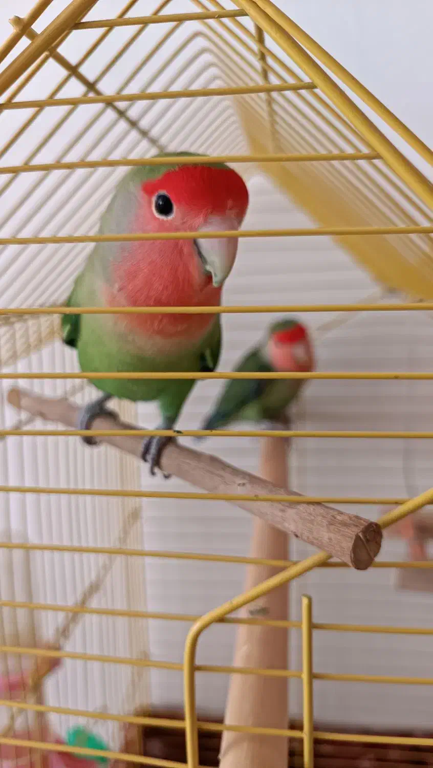 یک جفت کوتوله برزیلی|پرنده|بیرجند, |دیوار