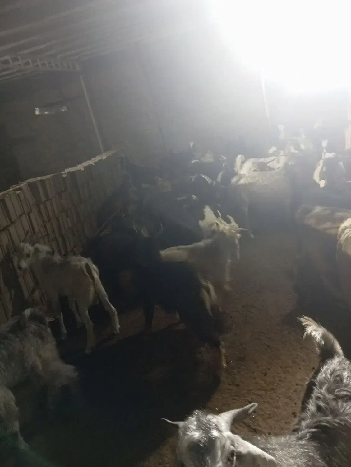 کهره|حیوانات مزرعه|شبانکاره, |دیوار