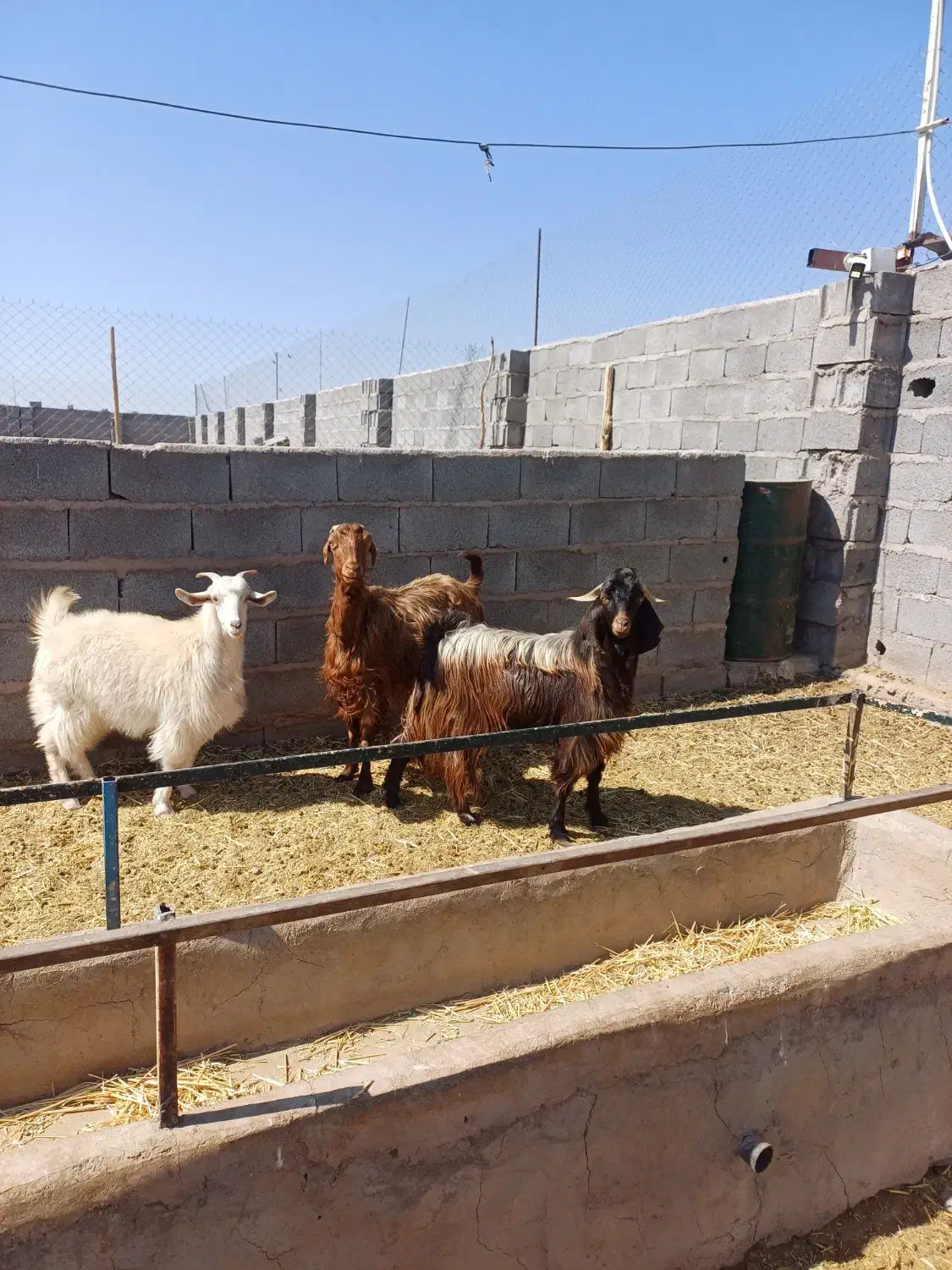 بز پاکستانی|حیوانات مزرعه|نگار, |دیوار