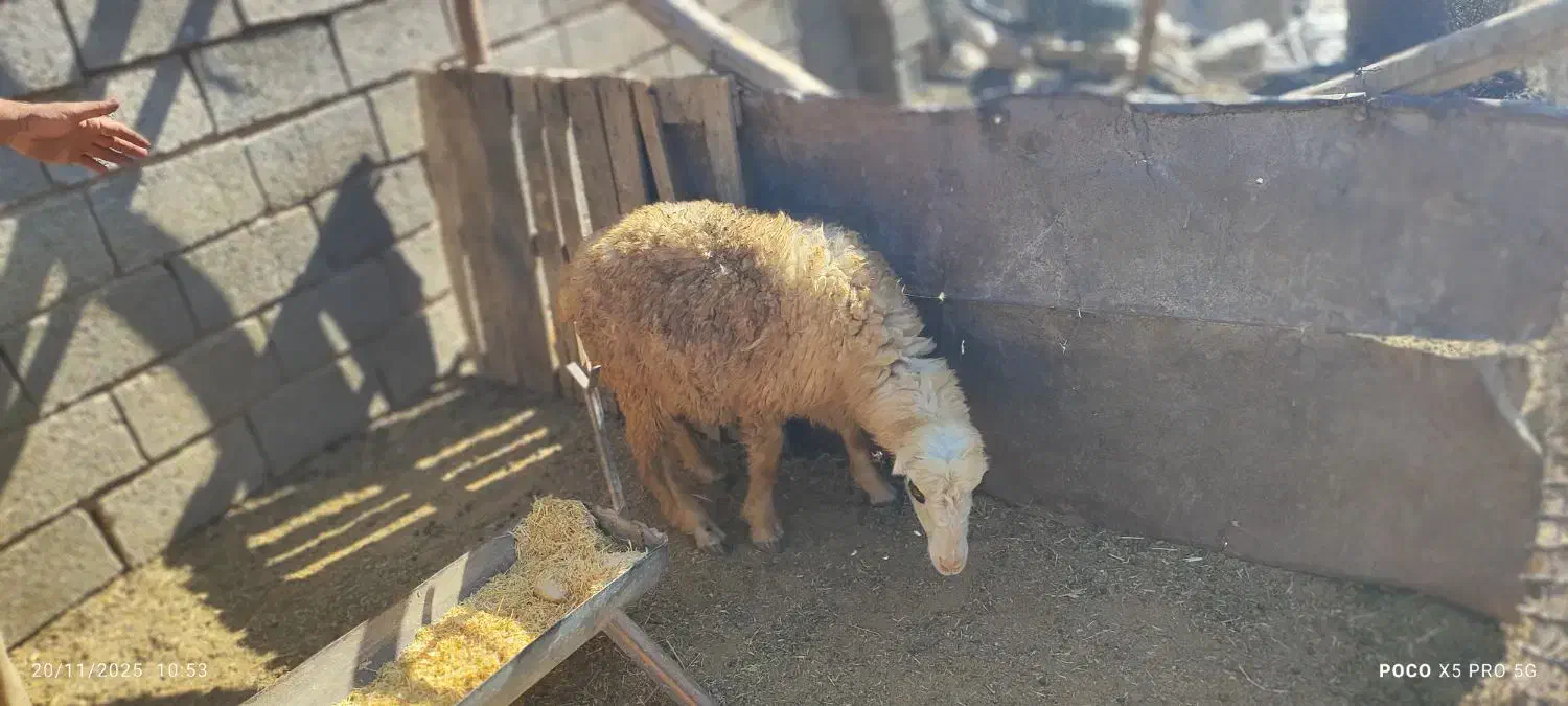 فروش دو راس بره نر سبک. سعادت شهر|حیوانات مزرعه|پاسارگاد, |دیوار