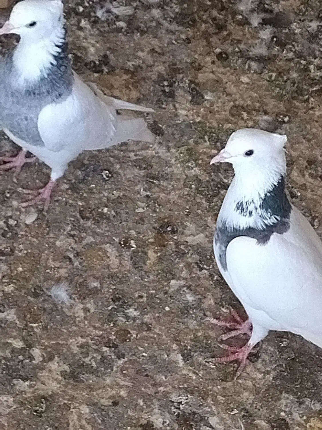 کفتر طوقی|پرنده|خرمشهر, |دیوار