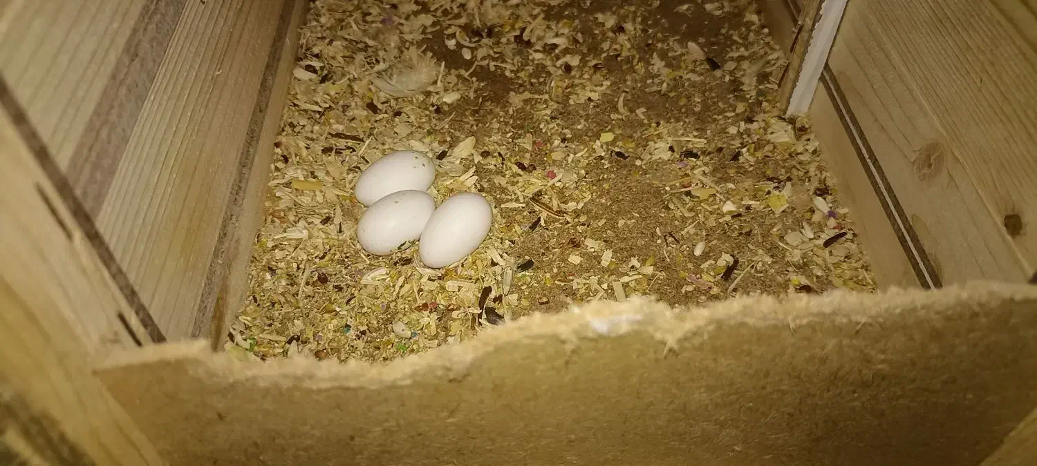 عروس هلندی با تخم|پرنده|شوشتر, |دیوار