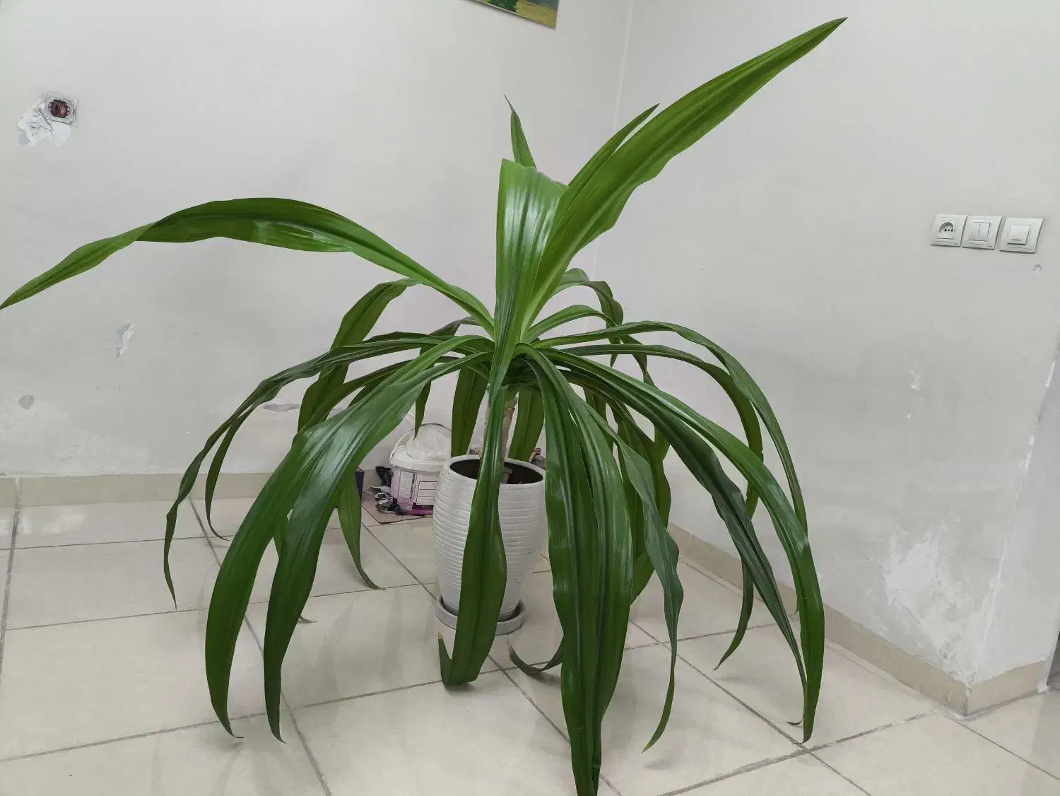 گل برگ ذرتی|گل و گیاه طبیعی|شیراز, تحویلی|دیوار