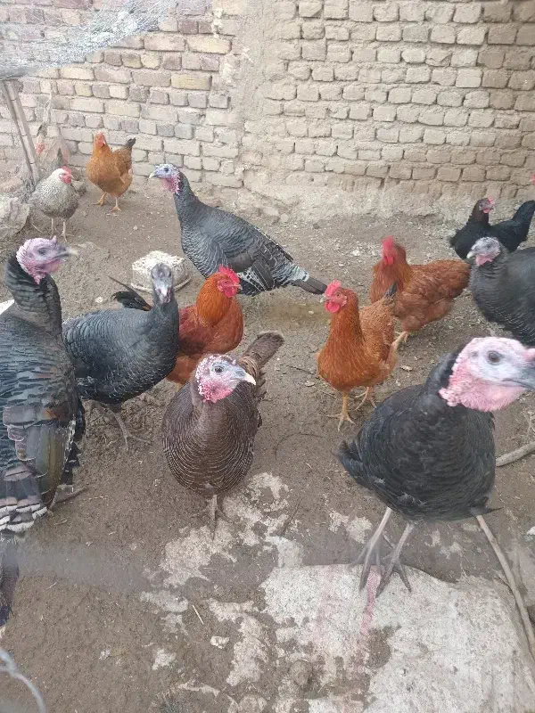 بغلمون|حیوانات مزرعه|اسدآباد, |دیوار