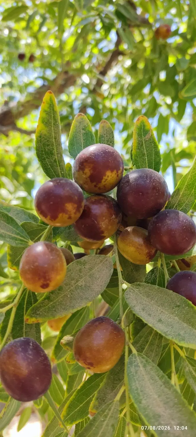 عناب|خدمات باغبانی و درختکاری|بیرجند, |دیوار