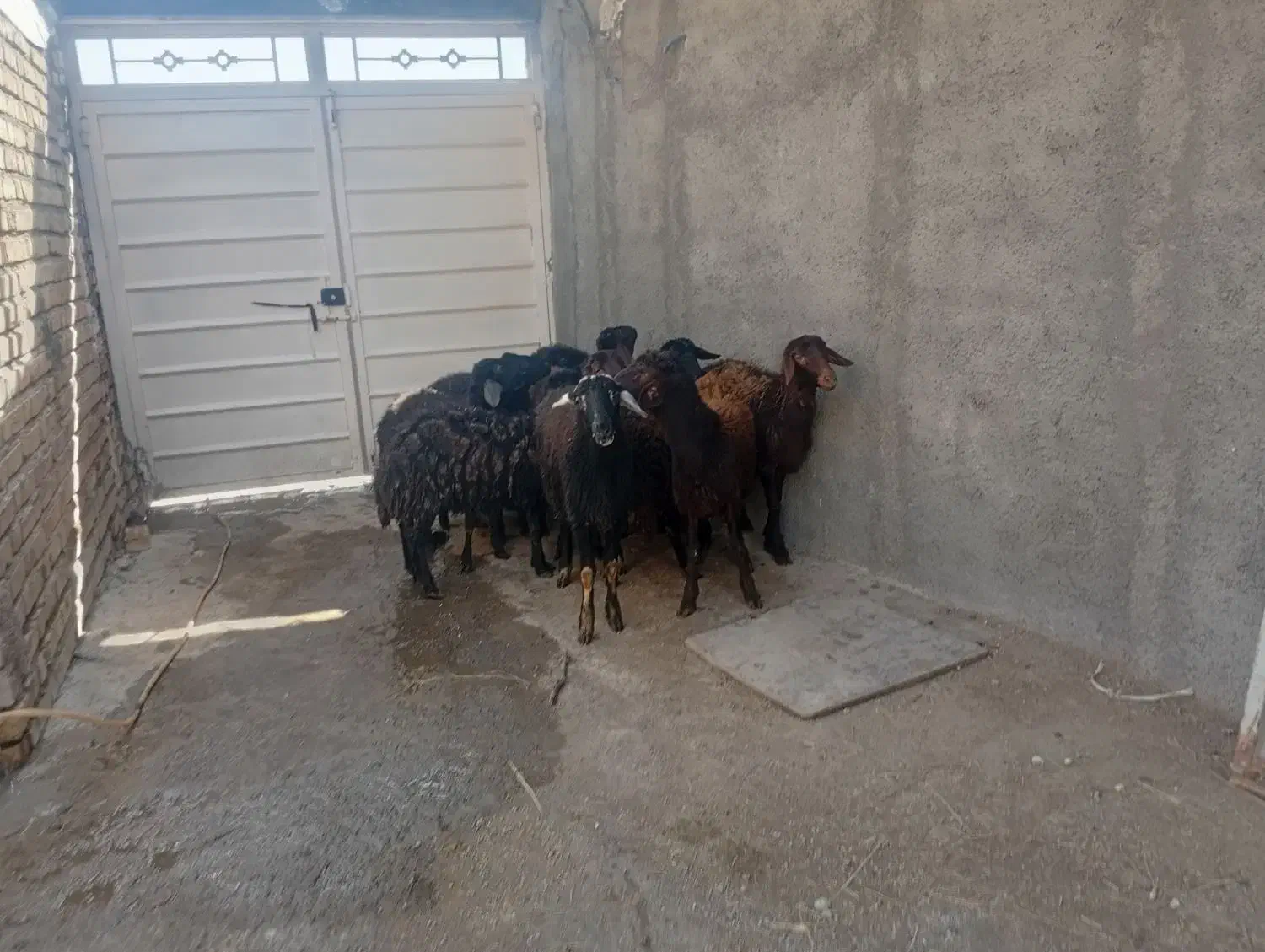 گوسفند|حیوانات مزرعه|قره پشتلو, |دیوار