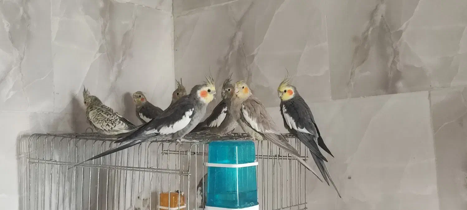 عروس هلندی|پرنده|یزد, |دیوار