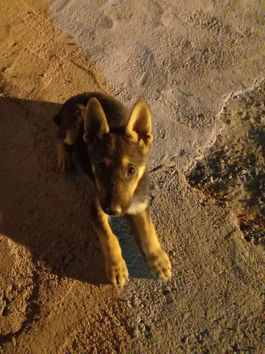 سگ ژرمن نر سه ماهه|سگ|سبزوار, اسلام آباد|دیوار