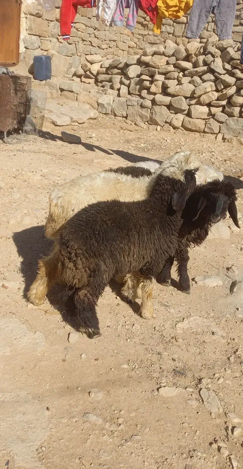 ۳بره|حیوانات مزرعه|اندیکا, |دیوار