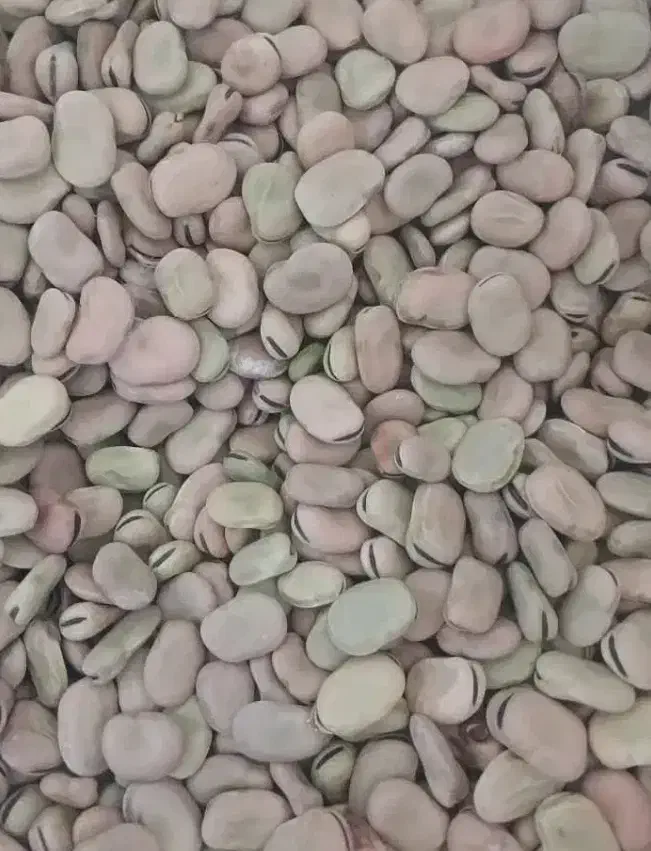 فروش باقله یا باقالی|عمده‌فروشی|ششده و قره بلاغ, |دیوار