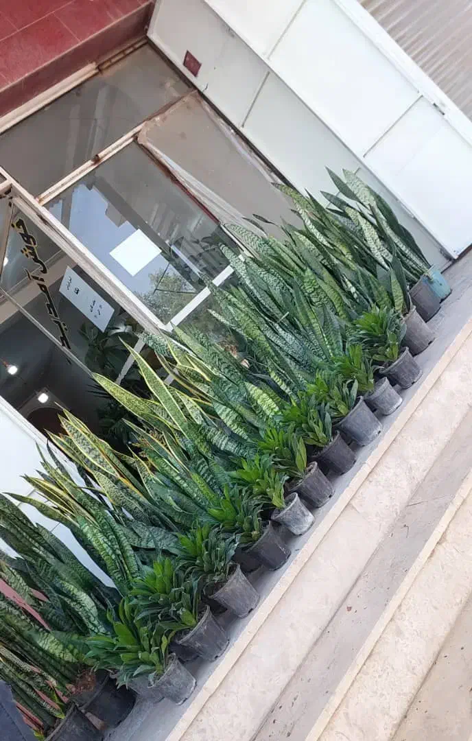 گل گلدان|گل و گیاه طبیعی|بندر ماهشهر, |دیوار