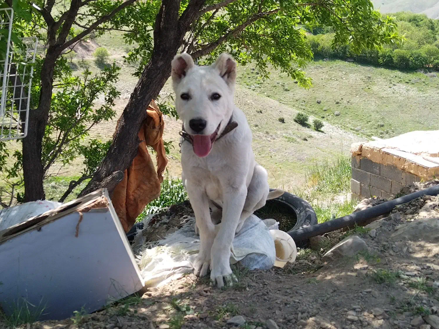 سگ گمشده|حیوانات|سنندج, |دیوار